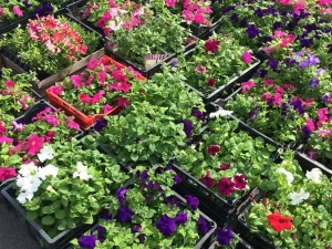 ������ ��� ������