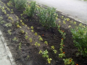 ������ ��� ������