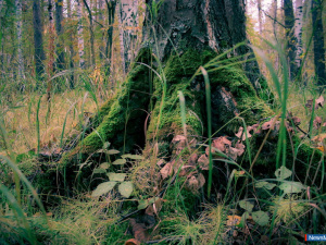 ��������� ������ ������ �������������� ����������