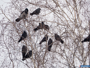 � ������ ������ ���������� ����