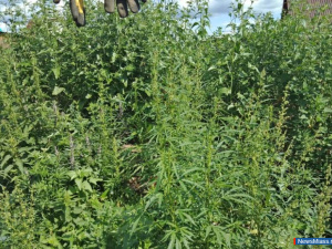 ������� "��������" ��������� ����