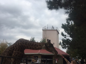 ����-��� � ������� �����������