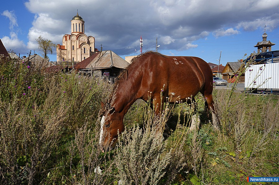 -         .        -    