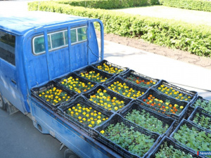 ����� �������: 20 ����� ������ ������� ��������� ������