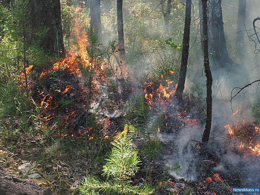 В следствии лесных пожаров. Лесной пожар в Парфеньевском районе. Пожар в Парфеньевском районе Костромской области. Горение лесного массива. Пожар в Лесном массиве.
