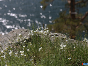 � ��������� ��� ���� � ������ ����� �����