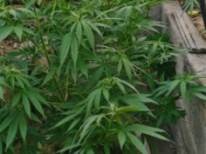 � ������� ������������ ������ ����� ��������� �������