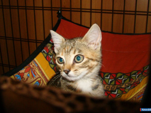 ������ ���������� � "������"