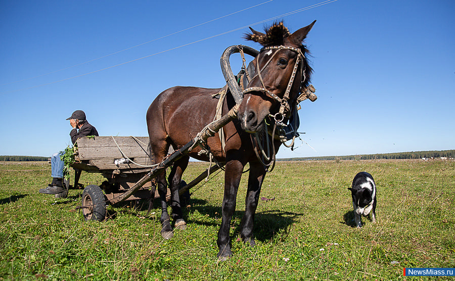 Сельхозпредприятие заплатит за падение сотрудника с лошади