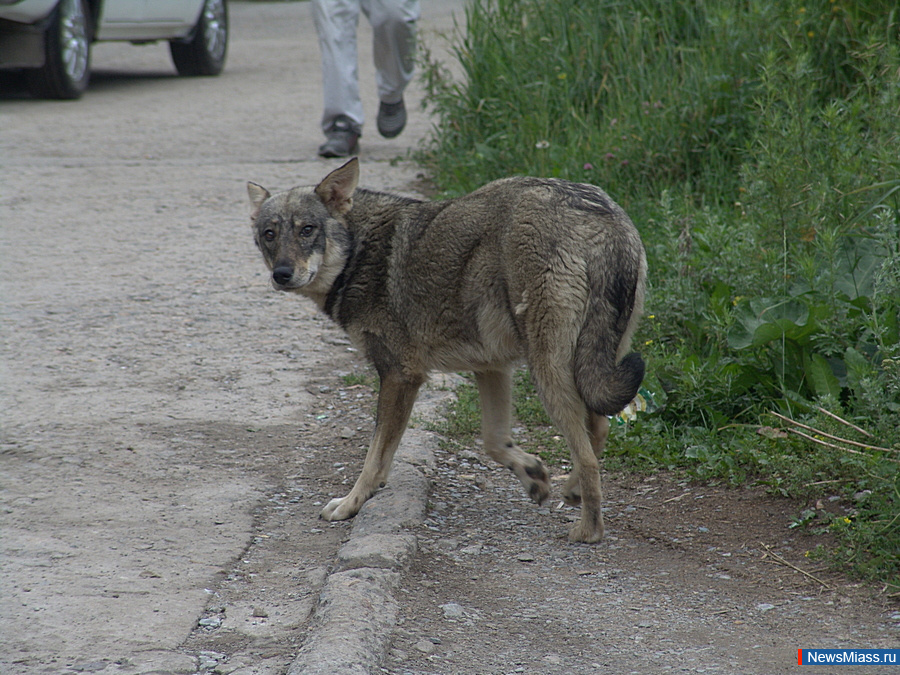В Челябинской области запретили гладить и подкармливать бездомных животных. Такие меры нужны, чтобы снизить риск травм от укусов животных