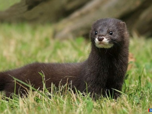 ������ �� ������ ������������ �� ���������� ������������� ������