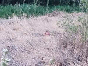 � ������ ������� ���� �� �������, ������� � ������