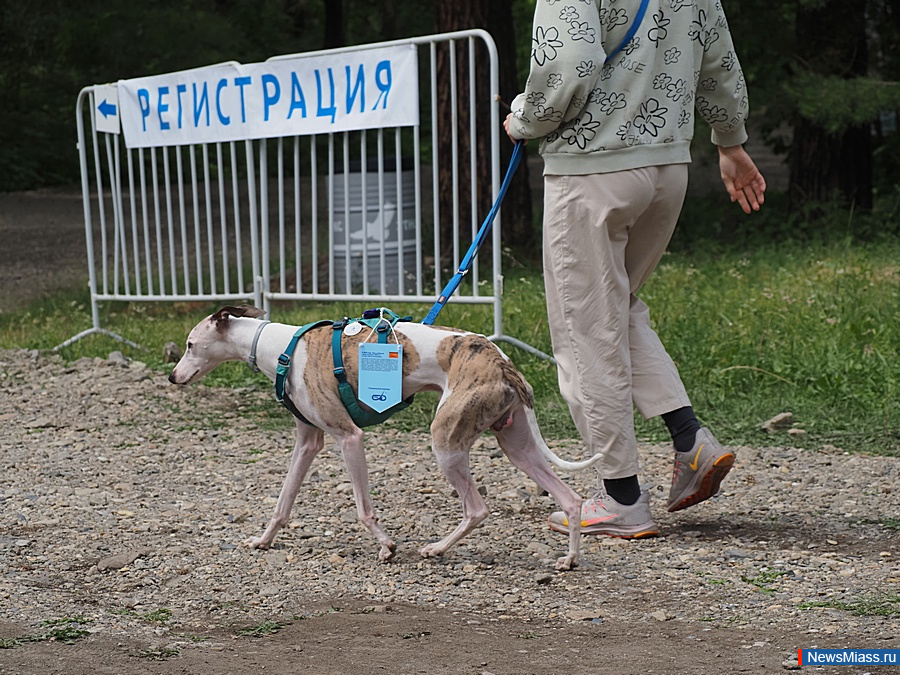  31-     "  ".       400    