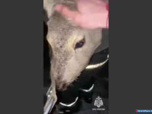 � ������ �������� ���������� ������� ������