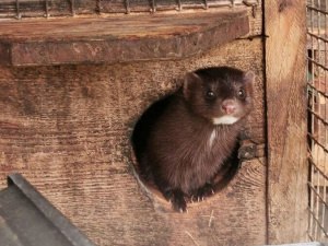 �������� �������� ��������� ����� � ������