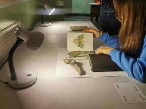 ������� ���������� �������� �������� "�������� ����������"