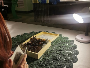 ������� ���������� �������� �������� "�������� ����������"