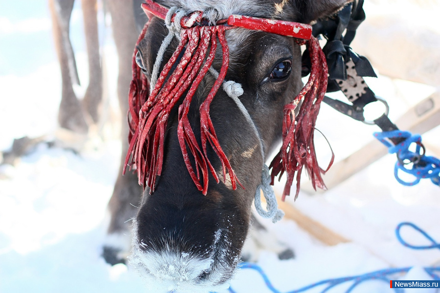 � ���������� ������ ��������� �������� "���� ��������� � ����-�����". ����� ���������� �������� ����� ���������� 20 ����� � ����� �� ������� ��������