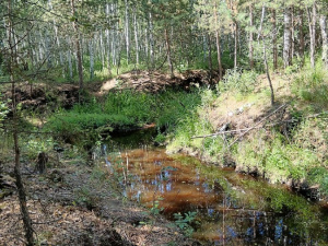 �������� ������ �����: ��� �������� �������� ������